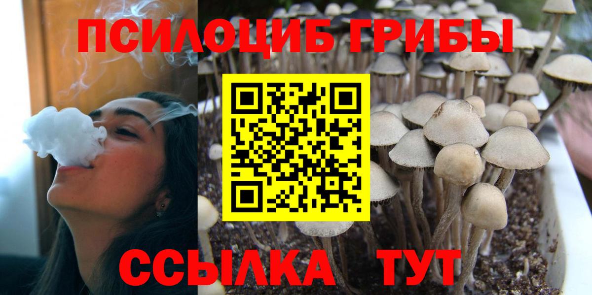 Псилоцибиновые грибы Cubensis  Псилоцибиновые грибы Cubensis  Вход с VPN  Черняховск 
